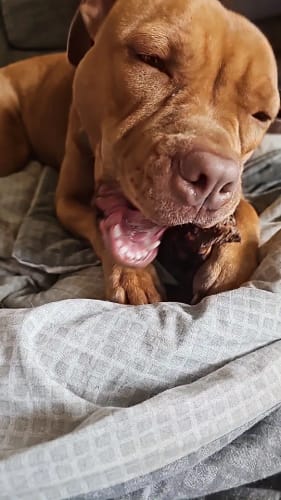 Customer photo review of The Tough Gorilla Indestructible Chew Toy