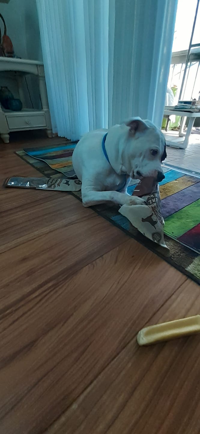Customer photo review of Himalayan Yak Chew (SMALL)