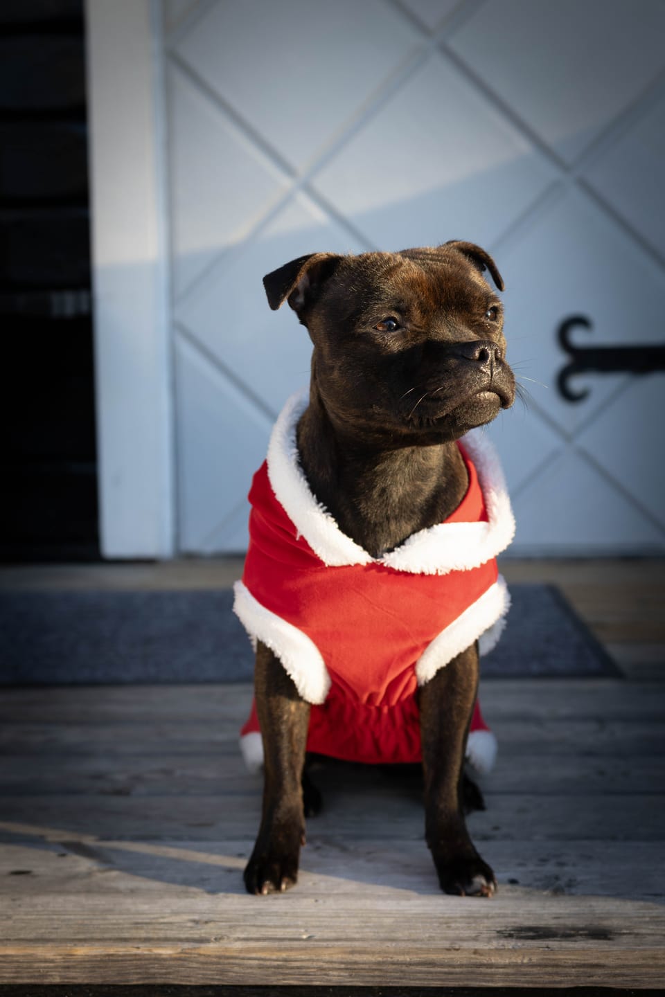 Customer photo review of Staffordshire Bull Terrier 1935® Santa Suit