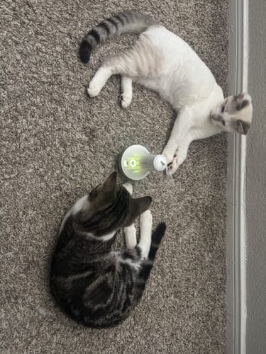 Customer photo review of Roly Poly Cat Toy