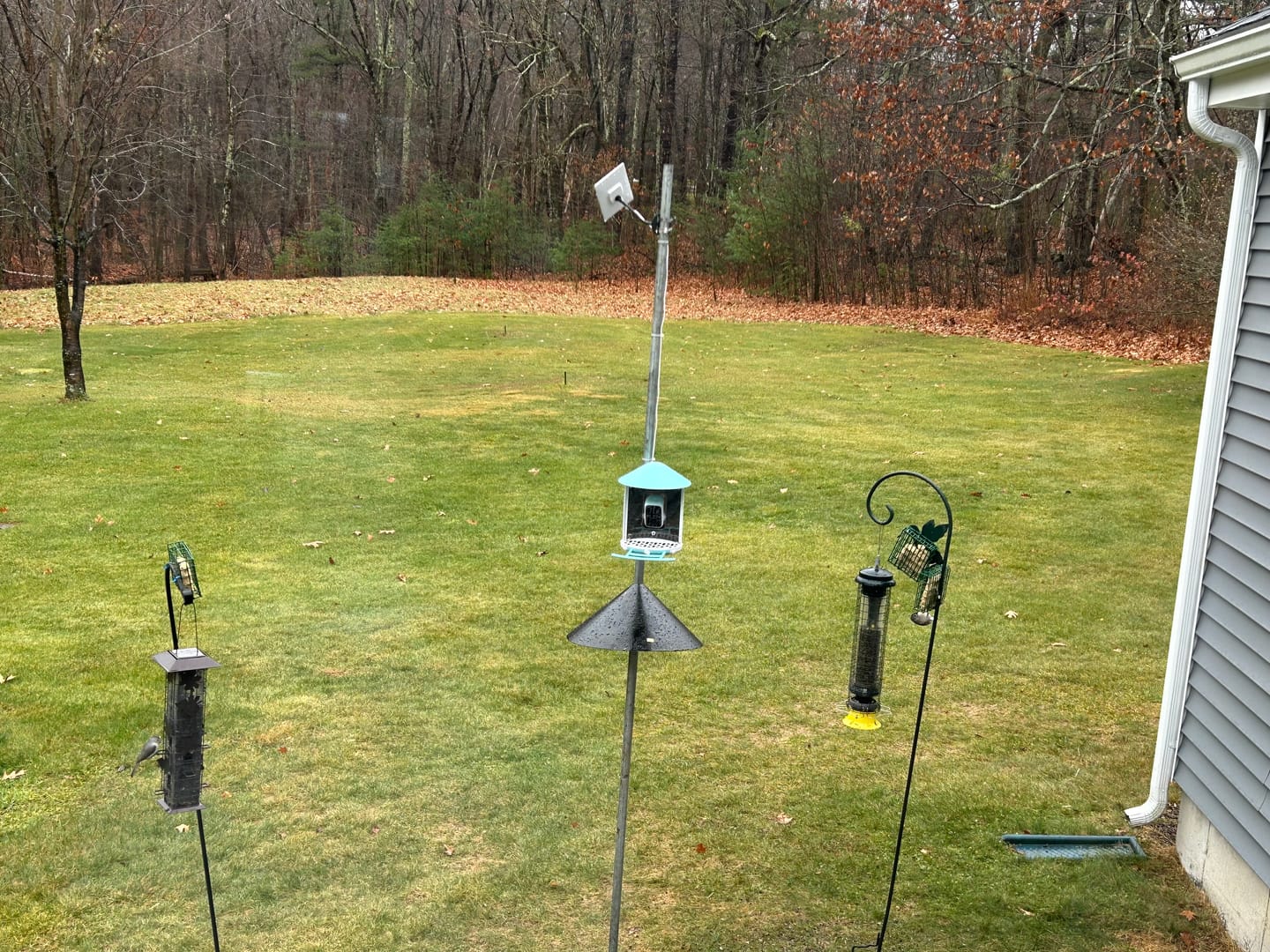 Customer photo review of Birdfy Bird Seed Guard