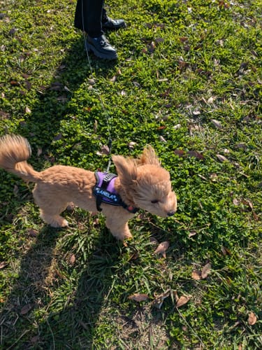 Customer photo review of 【プレミアム版】FunFunPet 高機能ハーネス （お名前タグ作成サービス付き）