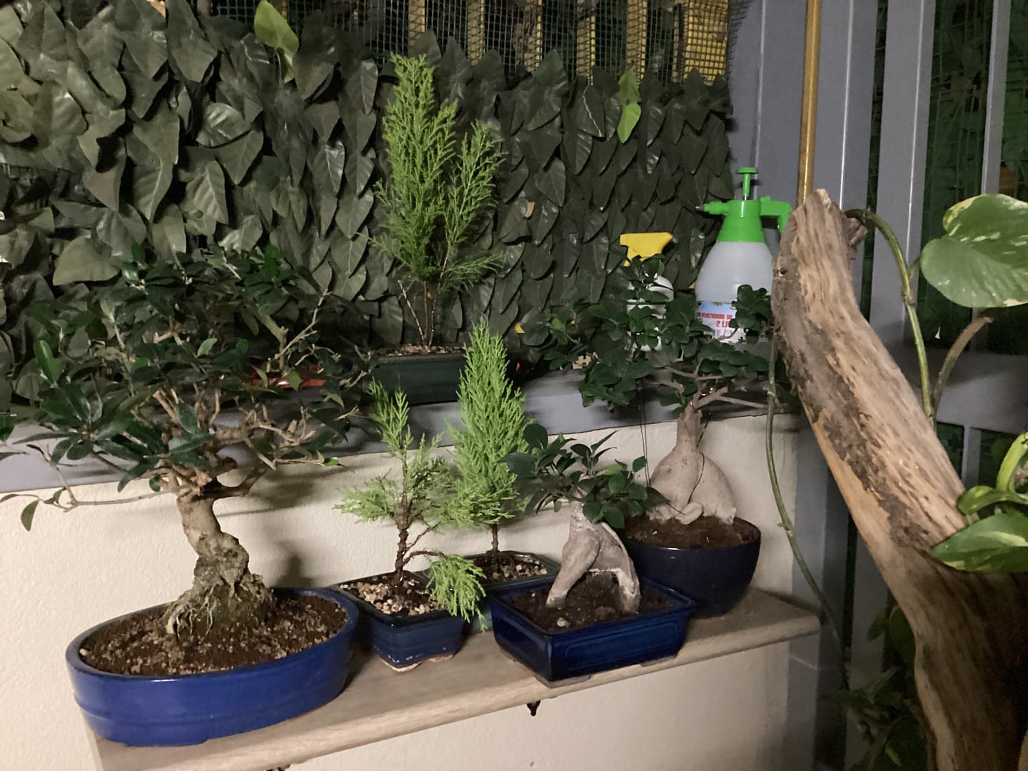 Customer photo review of CURA TOTALE PACK