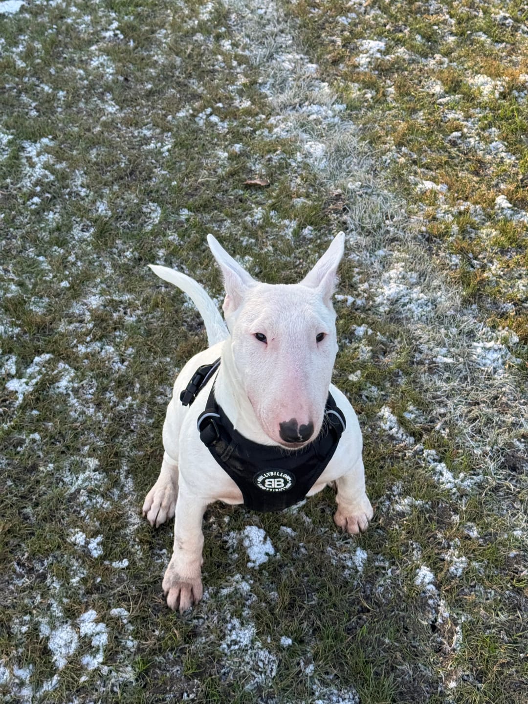 Customer photo review of Comfort Premium Harness | Non Restrictive - Black