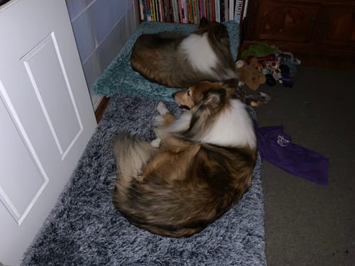 Customer photo review of PaWz Premium SuperMat Calming Bed