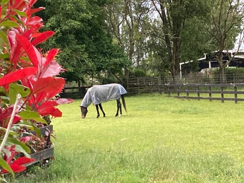 Customer photo review of Weatherbeeta ComFiTec Ripshield Plus Combo Neck - Grey/Cornflower