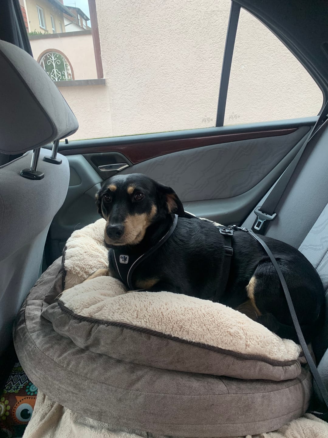 Customer photo review of Orthopädische Hundeinsel "Easy"