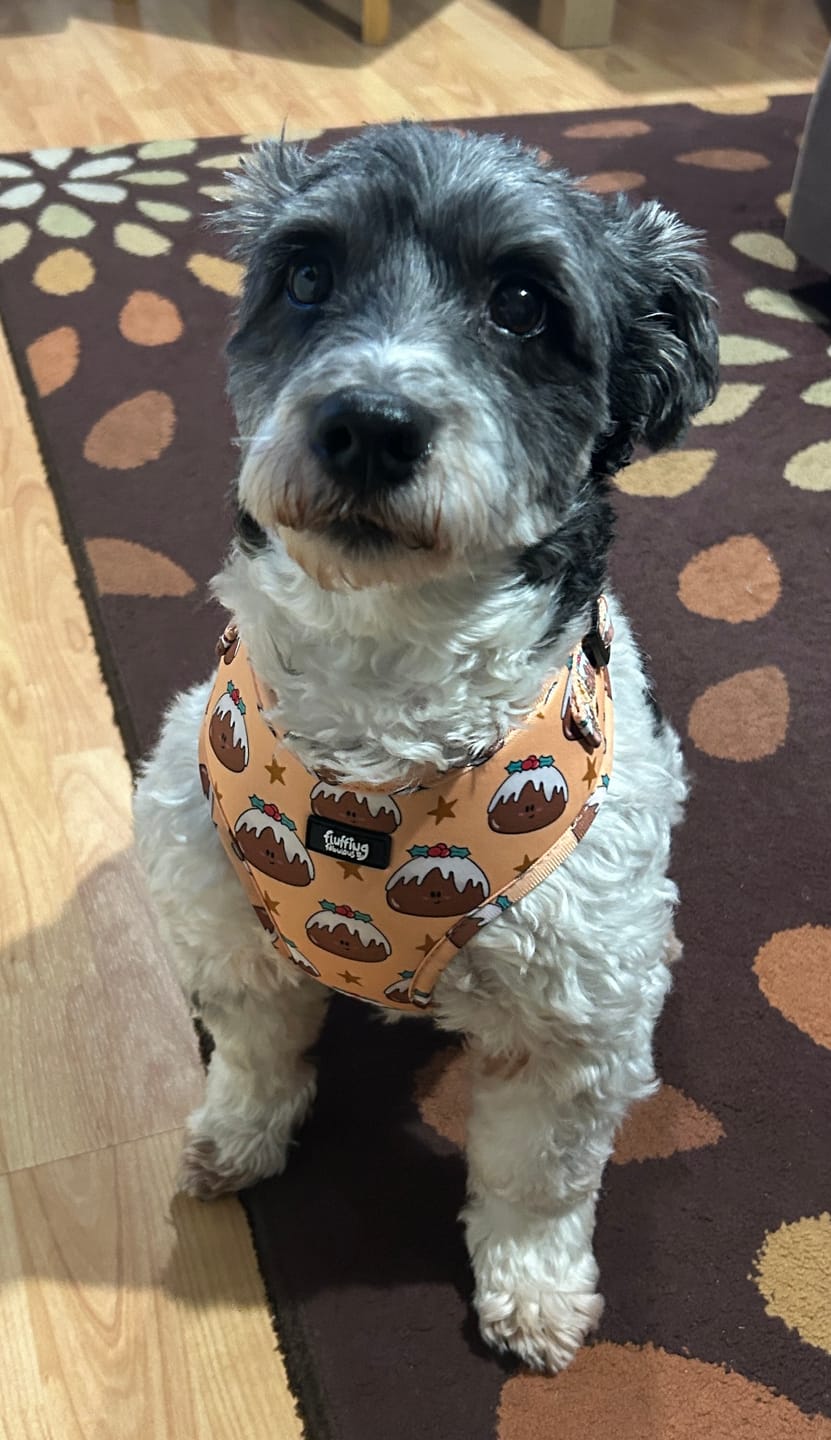 Customer photo review of Adjustable Dog Harness - All Good In The Pud