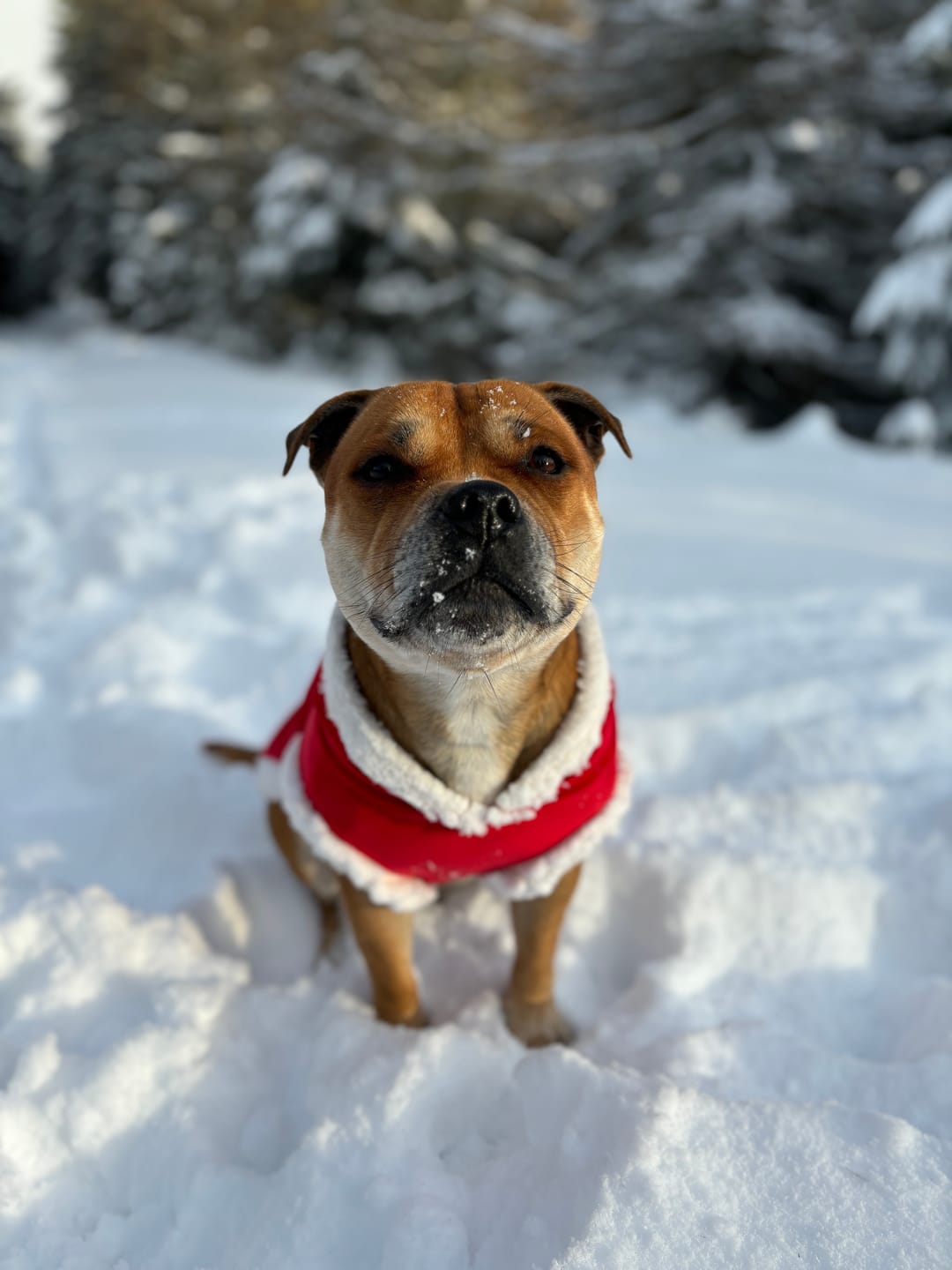 Customer photo review of Staffordshire Bull Terrier 1935® Santa Suit