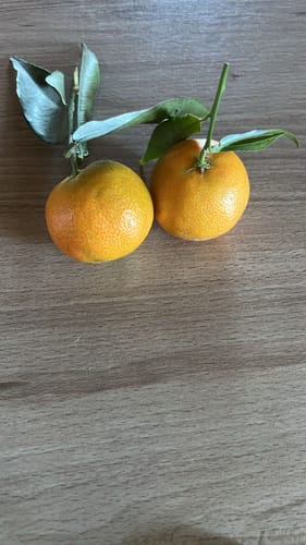 Sylvie V. review of Clémentines Bio - Origine Corse image 1 out of 2