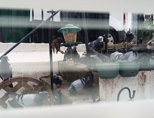 Customer photo review of Extra Select Seed Mix Wild Bird Food 12.75kg