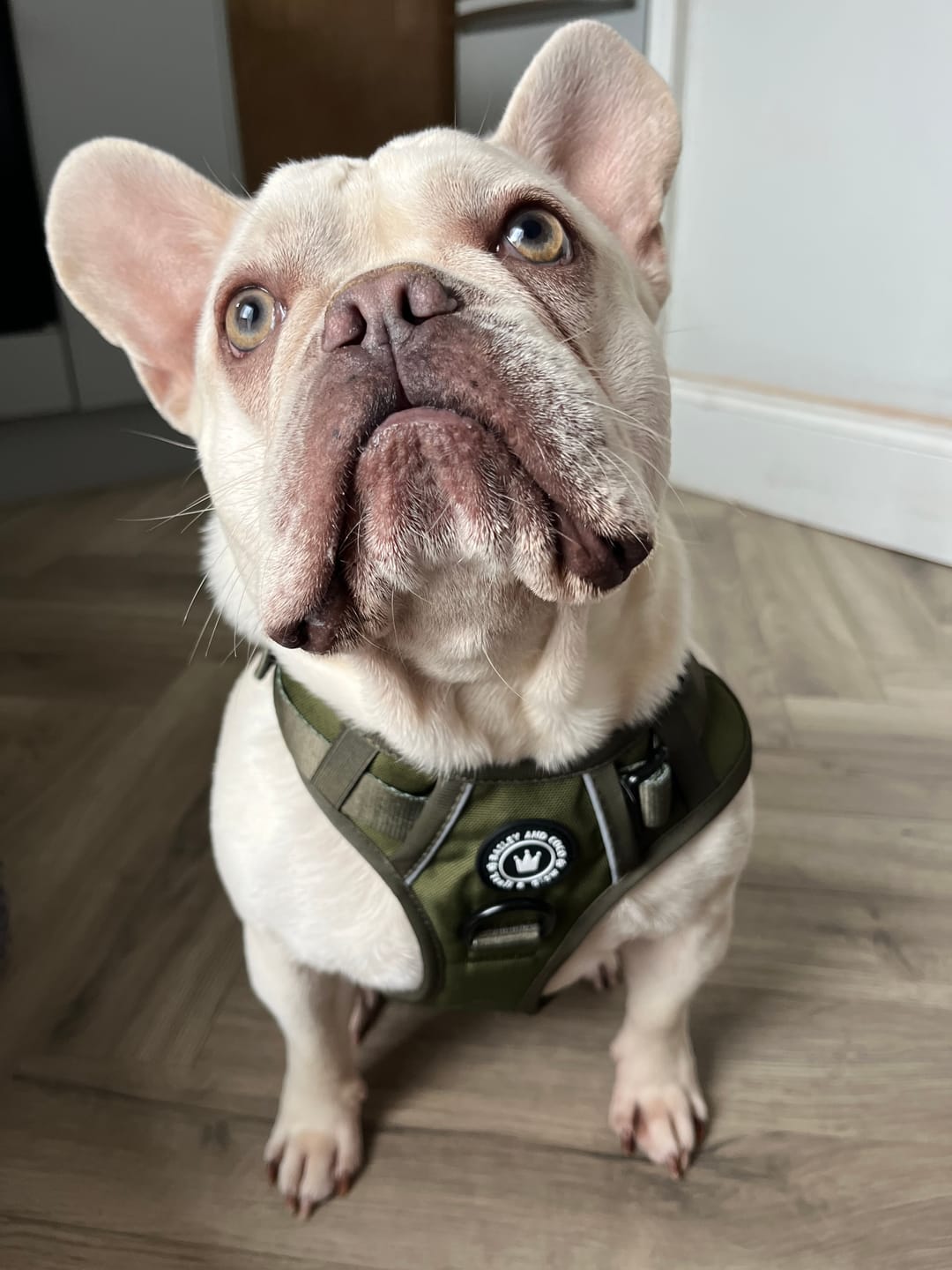 Customer photo review of Trail & Glow® Dog Harness - The Khaki One