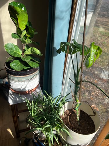 Customer photo review of Houseplant Pest Spray