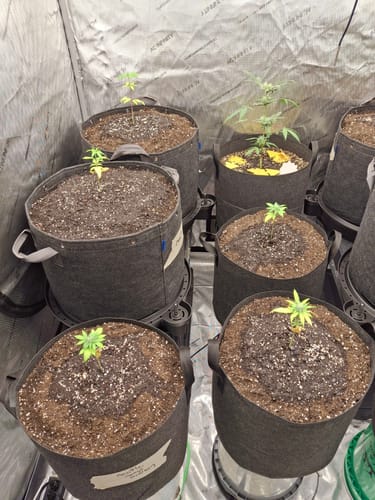 Customer photo review of AC Infinity XL Self Watering Pot Bases, 4 Pack
