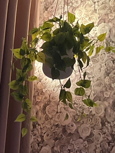Customer photo review of Philodendron Kunst Hangplant 90cm