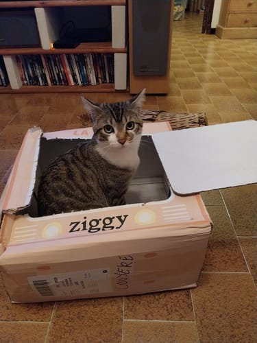 Avis photo d'un client sur Croquettes Chaton Sans Céréales - Poulet & Huile de Saumon