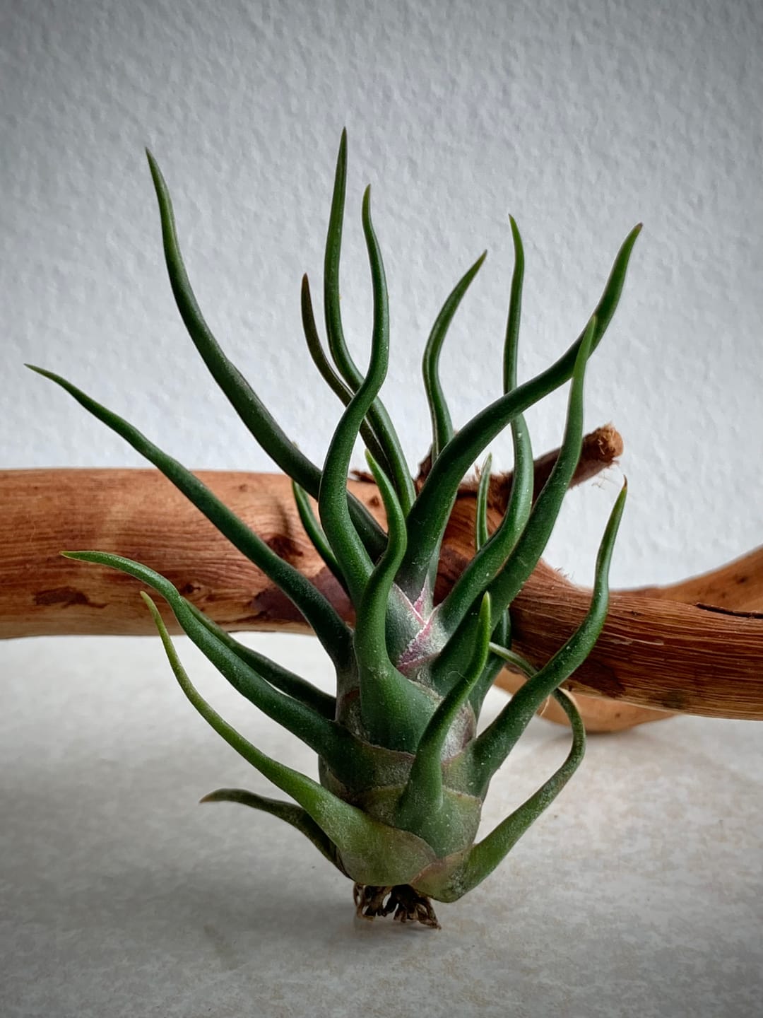 Customer photo review of Bulbosa Tiny Dancer *SALE!*
