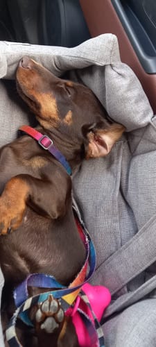 Customer photo review of Trasportino Mattias Grigio scuro (Soft Touch)