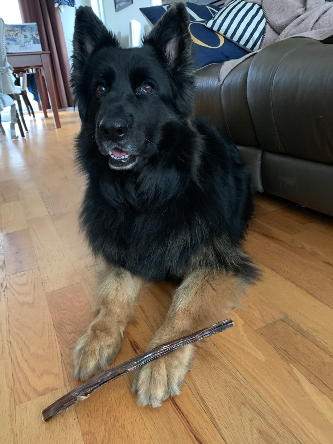 Customer photo review of 10-12 Inch Standard Collagen Stick