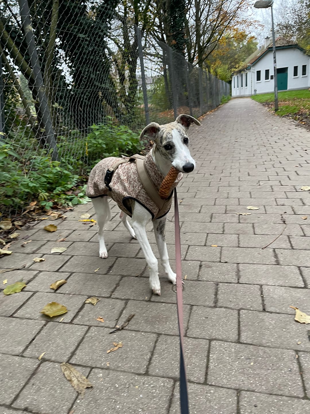 Customer photo review of Hundegeschirr FUN "Golden Sand"