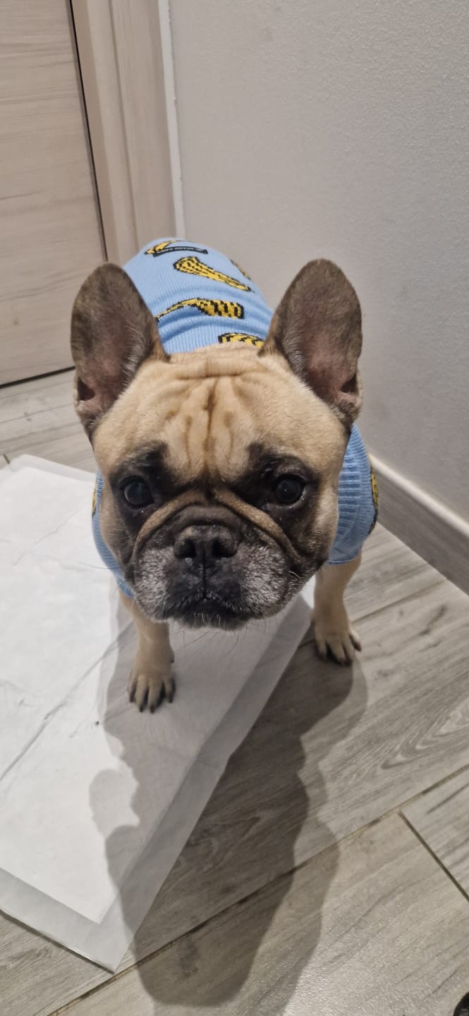 Customer photo review of Banana Knit Dog Sweater