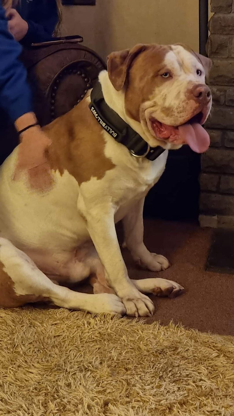 Customer photo review of 5cm Combat® Collar | With Handle & Secure Clip - Khaki
