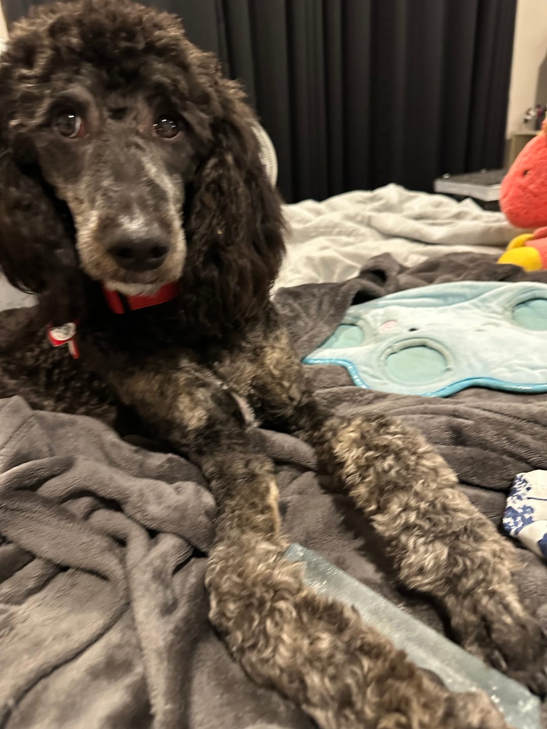 Customer photo review of Blueberry Himalayan Yak Chew (MEDIUM)