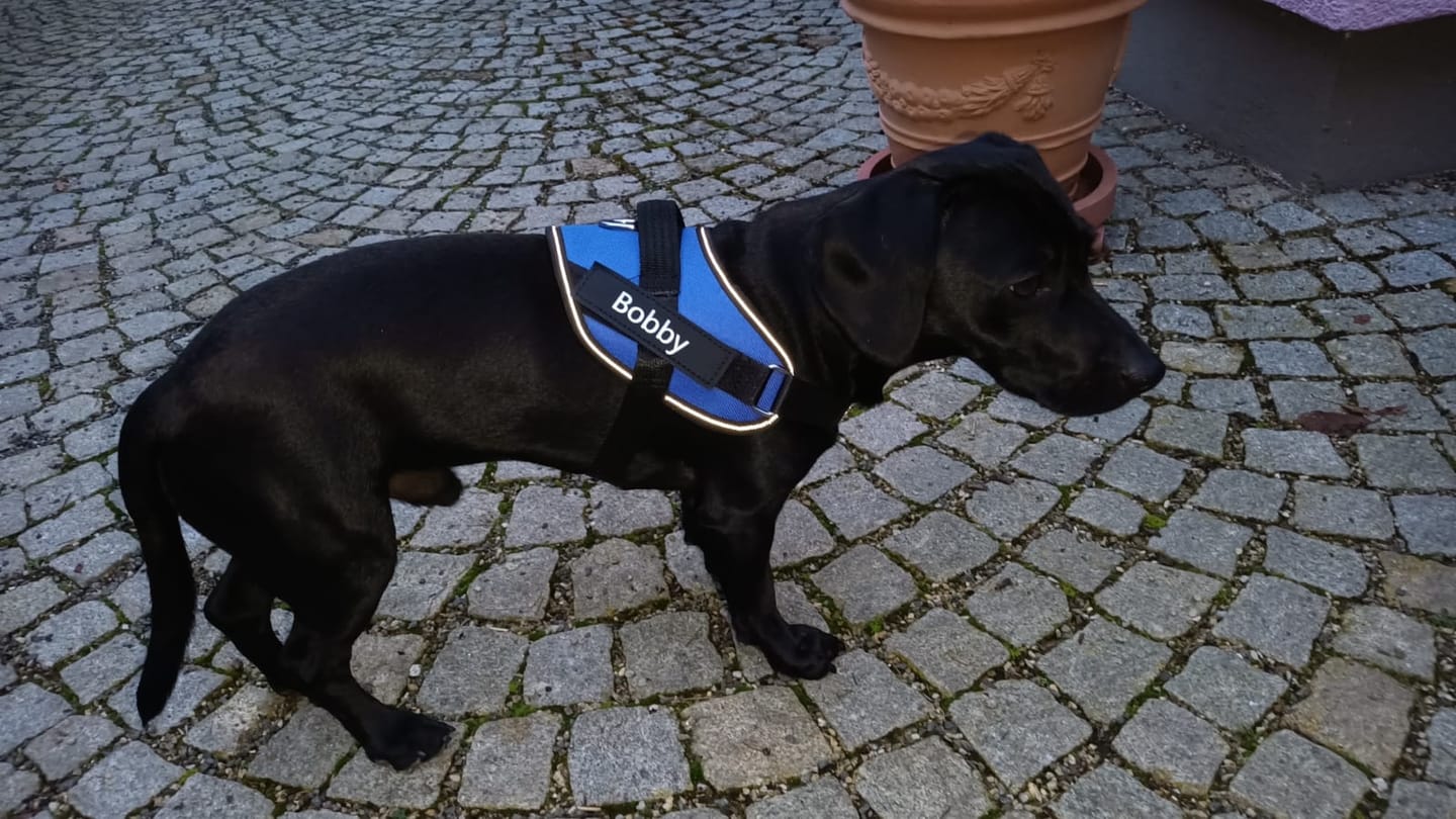 Customer photo review of Puppery™ Personalisiertes Anti-Zug Hundegeschirr