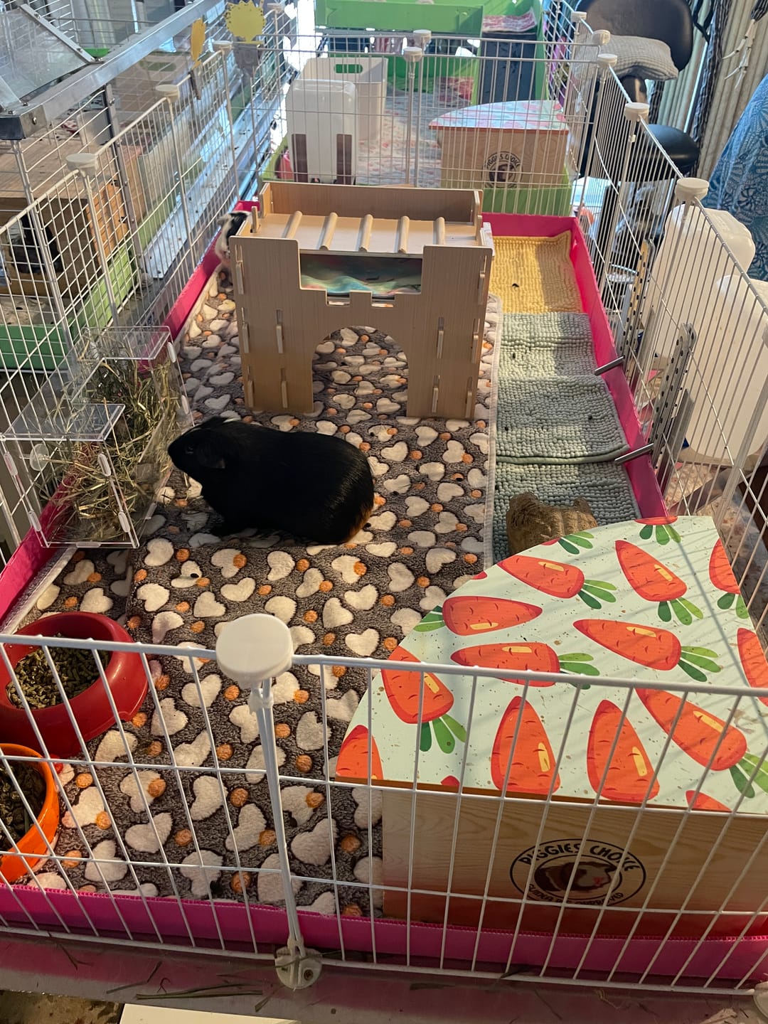 Customer photo review of White 4x2 C&C Cage - Ideal for two guinea pigs