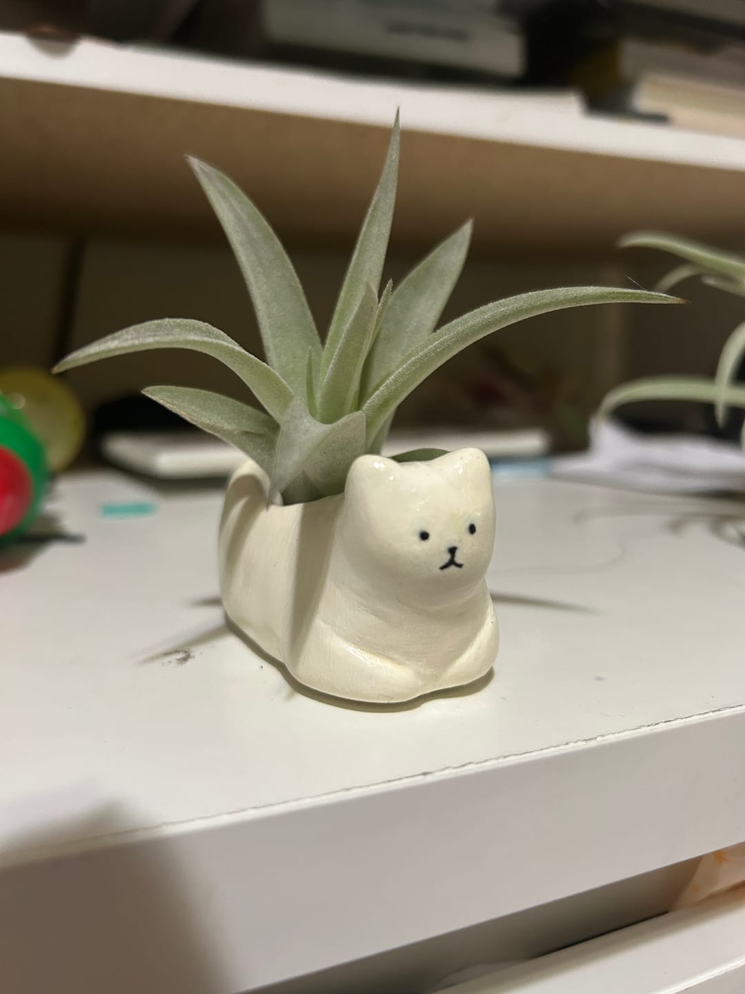 Customer photo review of Harrisii  (Easy Care Plant)  *Cannot Be Shipped Internationally*