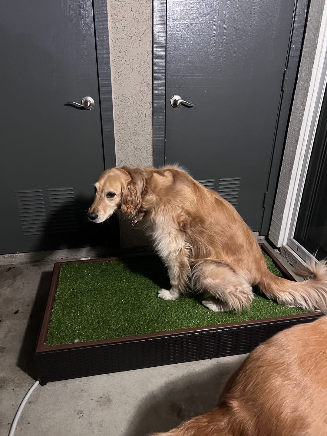 Customer photo review of Porch Potty STANDARD