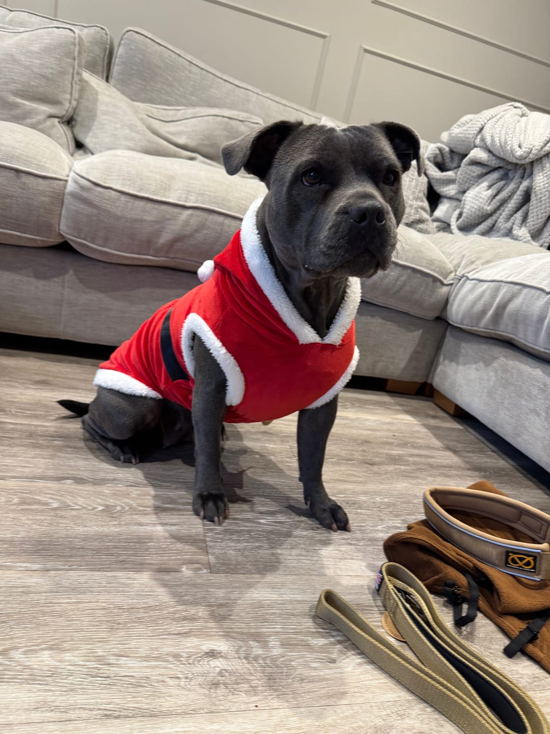 Customer photo review of Staffordshire Bull Terrier 1935® Santa Suit