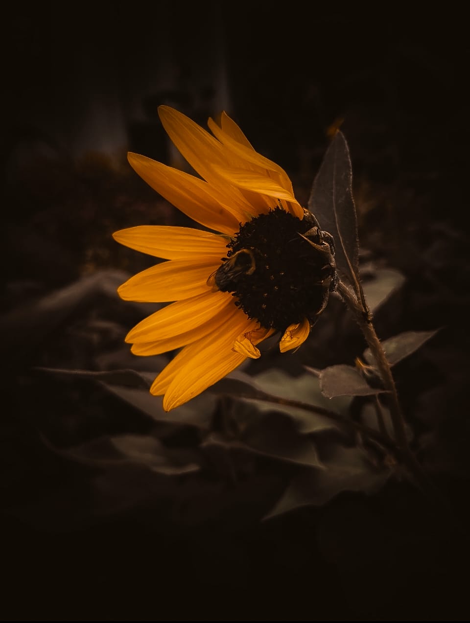 Customer photo review of The Pumpkin Spice Preset Collection