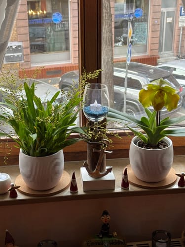 Customer photo review of Frauenschuh Paphiopedilum Amerikanische Hybride mit zweifarbiger Blüte und 1 Rispe