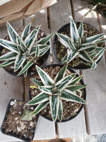 Customer photo review of Agave Victoriae Reginae ‘White Rhino’ | White Rhino Agave