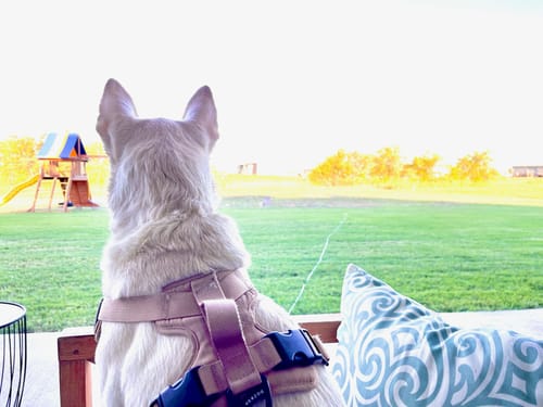 Customer photo review of Recycled Ripstop Harness