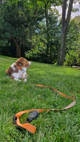Customer photo review of pumpkin lead