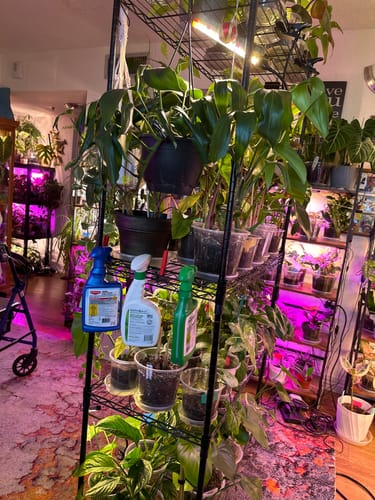 Customer photo review of Houseplant Pest Spray