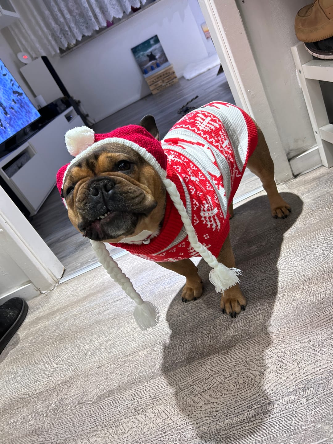 Customer photo review of Christmas Dog Knit Sweater