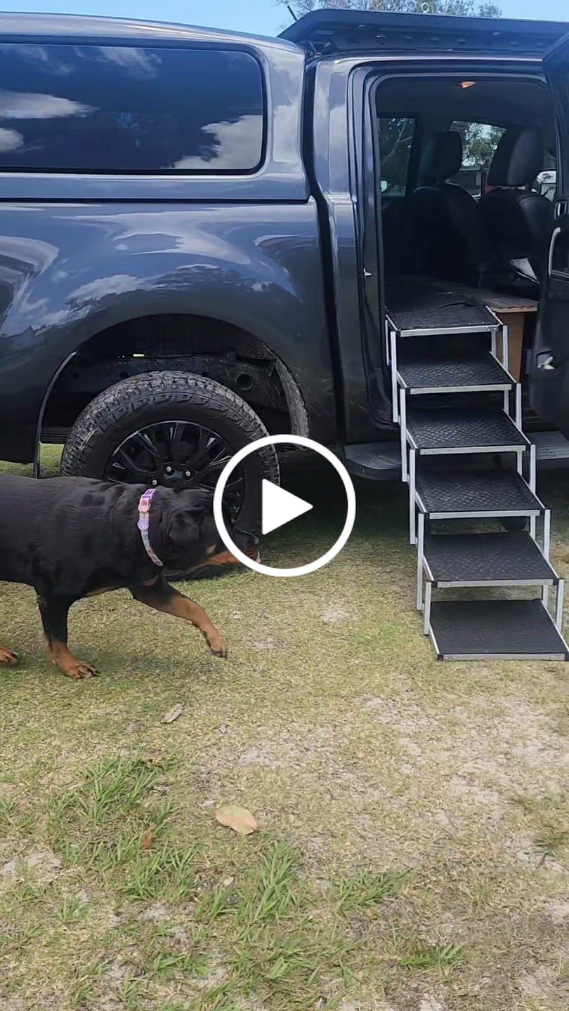 Customer video review of PaWz Foldable Aluminum Pet Steps