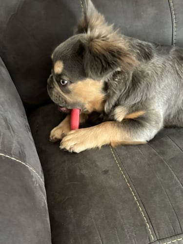 Customer photo review of MIX FLAVORED CHEWS ( A PACK OF 6 STICKS )