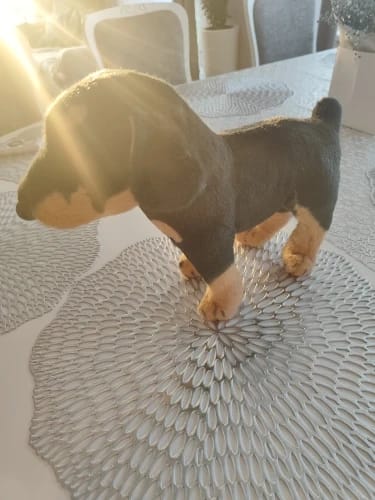 Customer photo review of Peluche Rottweiler Dog