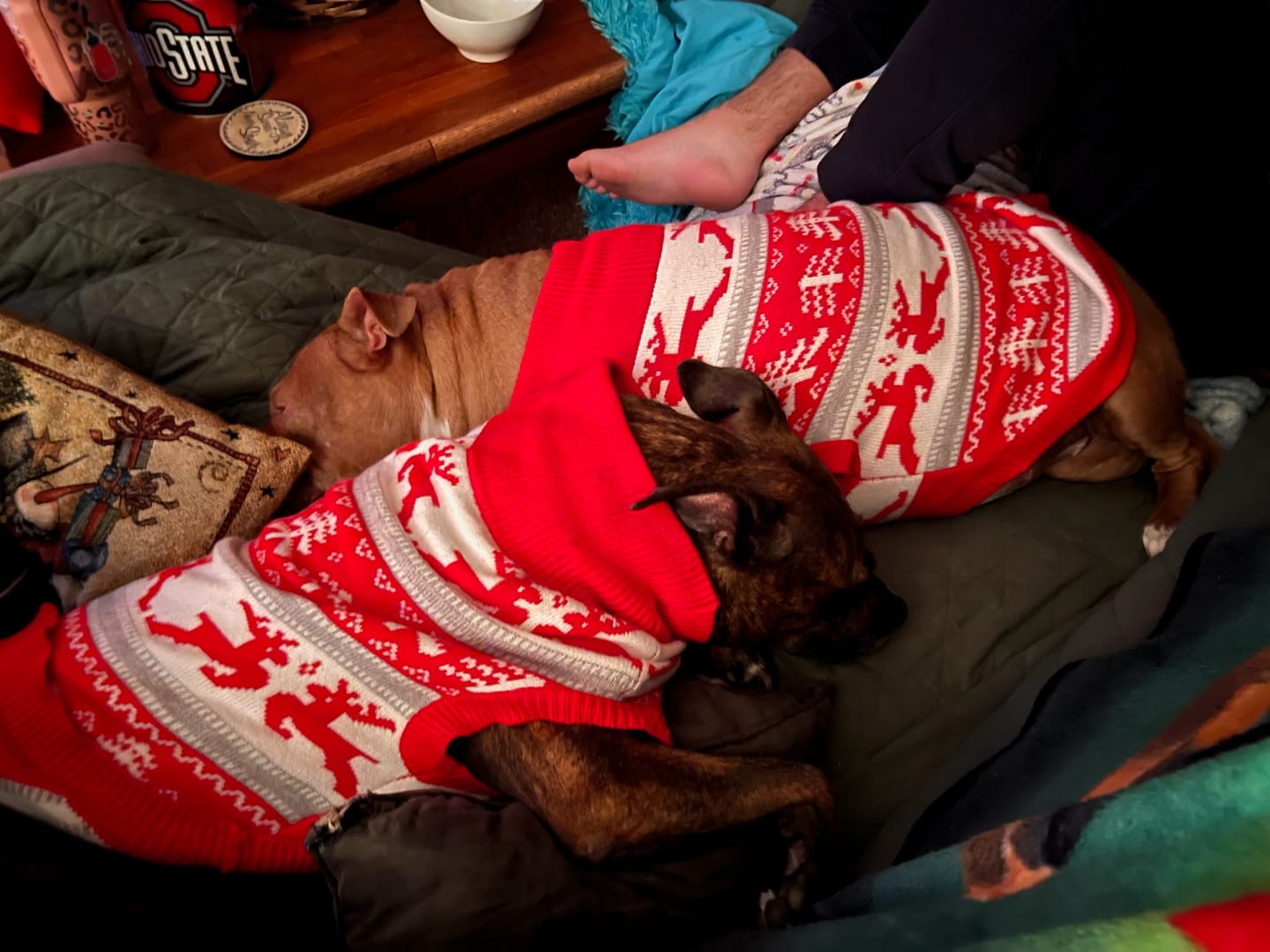 Customer photo review of Christmas Dog Knit Sweater