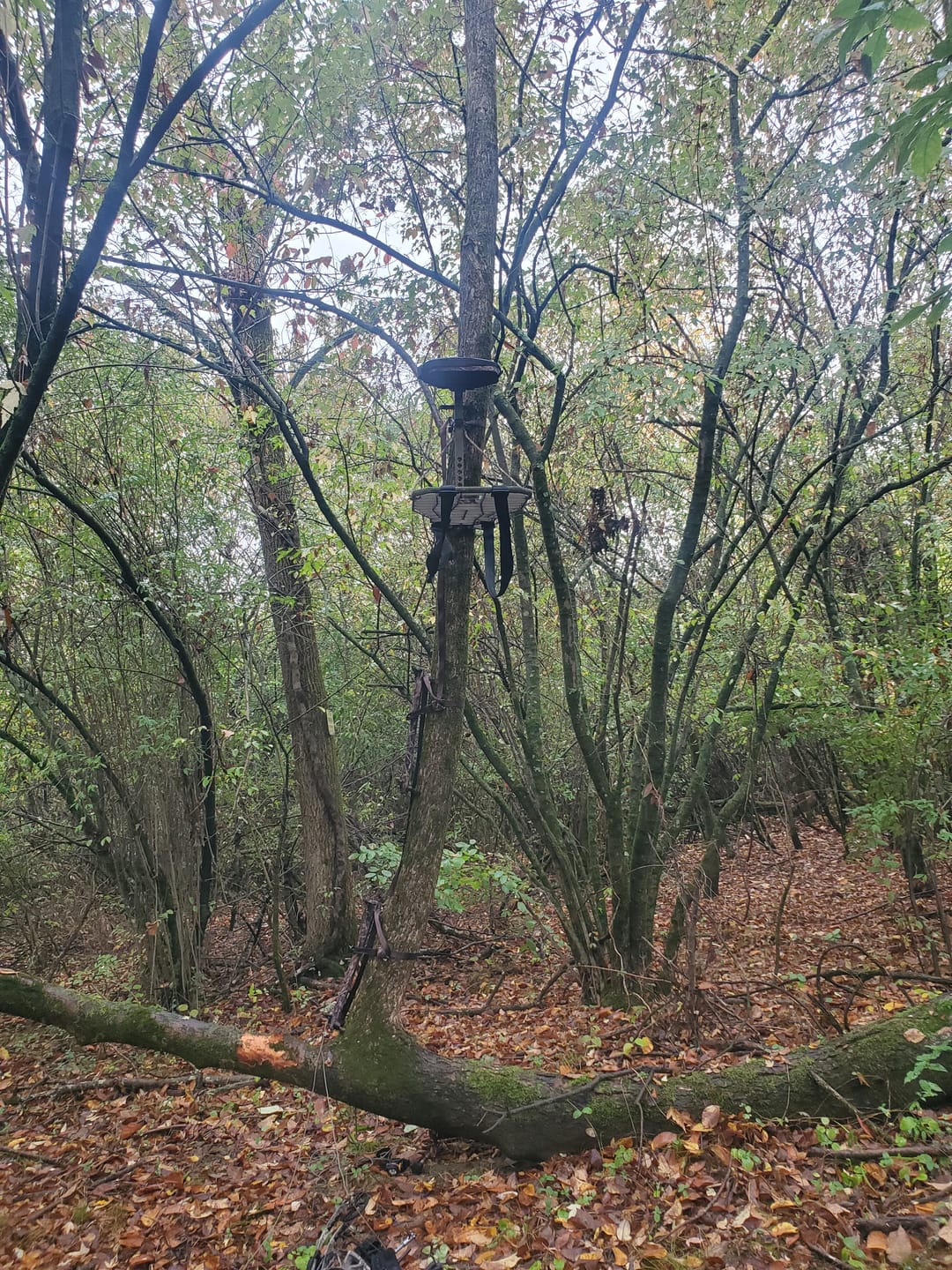 Customer photo review of 20" BEAST GEAR CLIMBING STICK