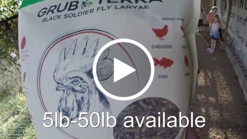 Customer video review of GrubTerra Dried Larvae Sample