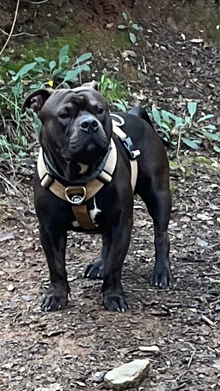 Customer photo review of TRI-Harness® | Anti-Pull, Adjustable & Durable - Dog Trainers Choice - Military Tan v2.0