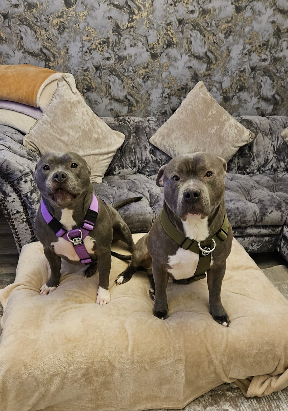 Customer photo review of Training Anti Pull TRI-Harness® | M-XL Breeds - Khaki