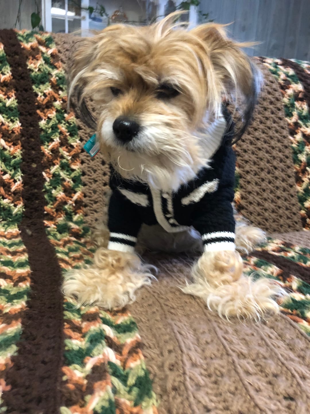 Customer photo review of Dog Bad Breath & Dental Care Remedy