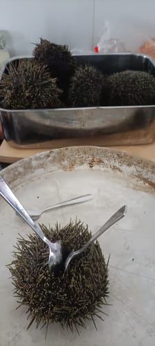 Customer photo review of 1KG Kina Fresh in shell (NZ Caught)