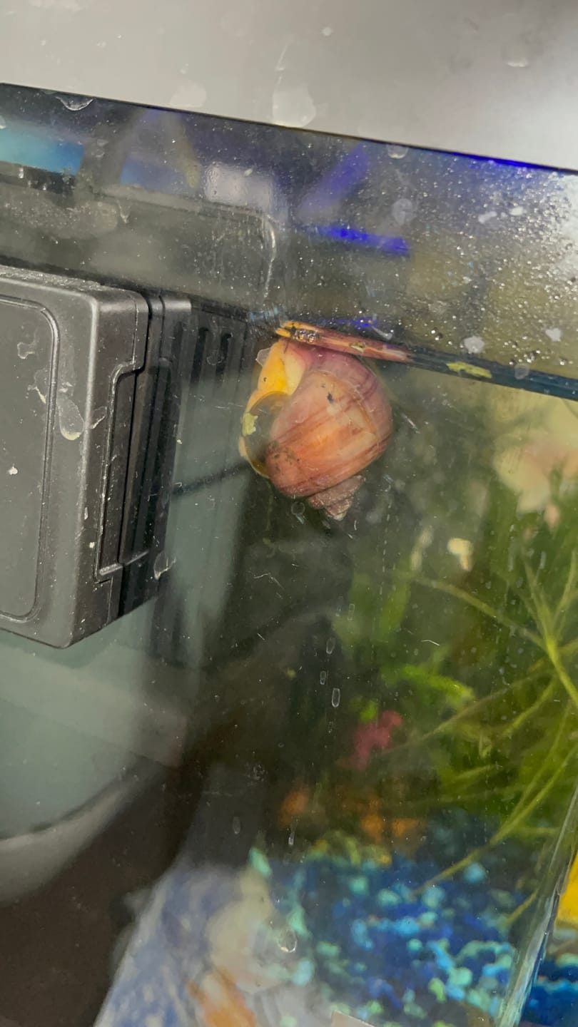 Customer photo review of Magenta Mystery Snail